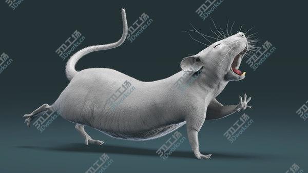 images/goods_img/20210312/Rat Hairless Rigged model/4.jpg